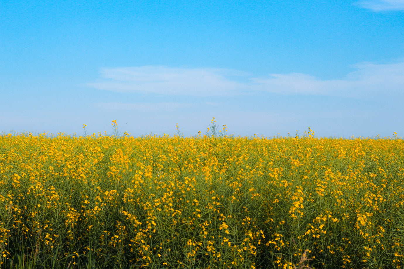 All About High Oleic Canola Oil