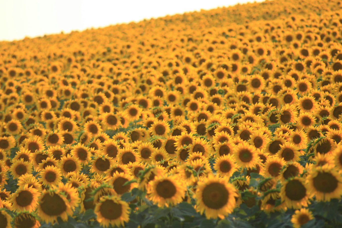 How Is Sunflower Oil Made?