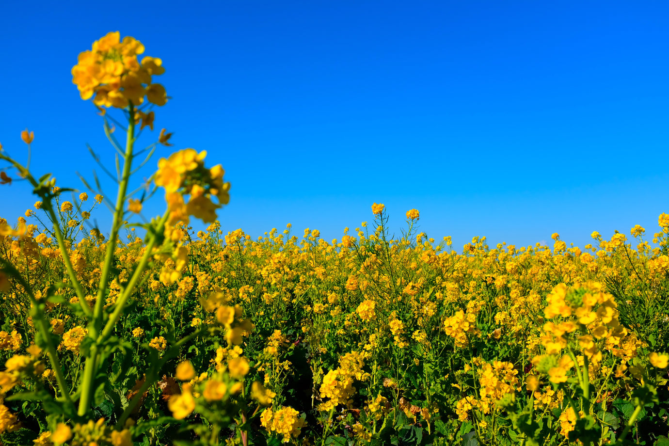 The Power of Non-GMO Canola Oil - Your Key to Health and Flavour