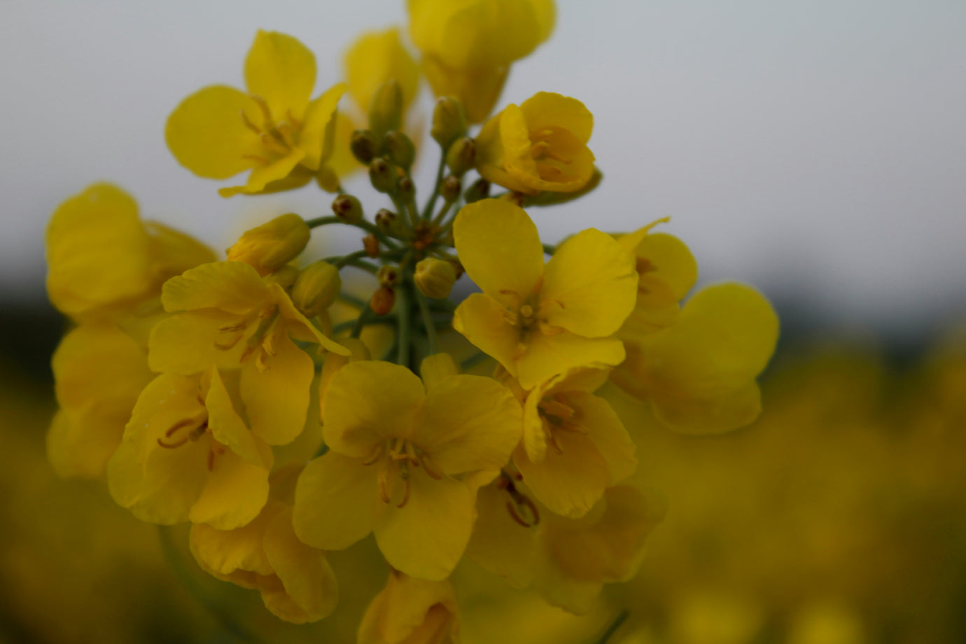Organic Canola Oil: Questions, Answers, and Resources