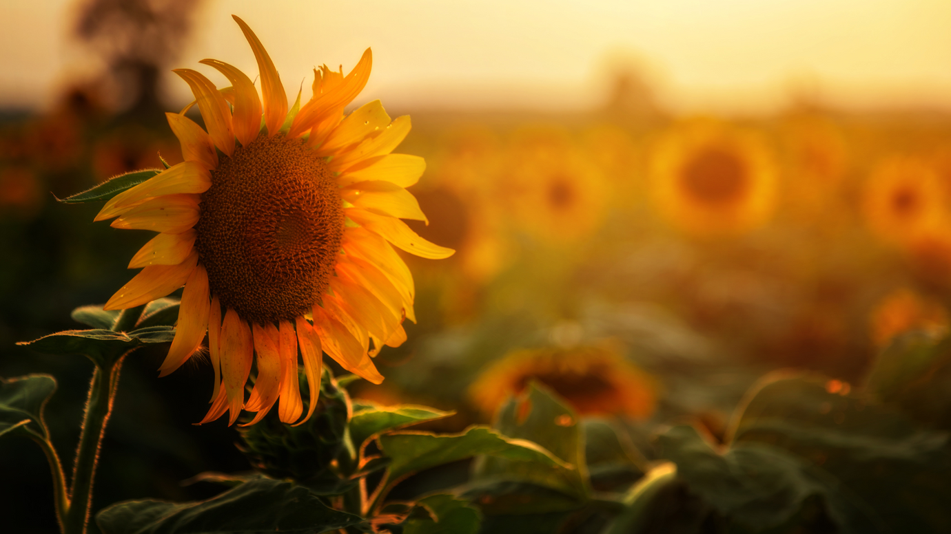 Sunflower Oil: A Complete Guide to Varieties, Benefits, and Uses