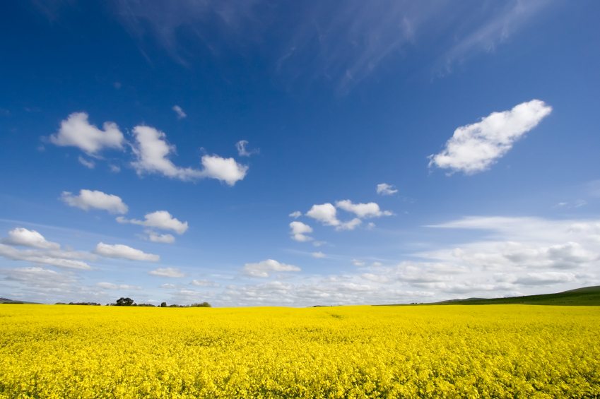The Difference Between Organic Canola Oil and Regular Canola Oil