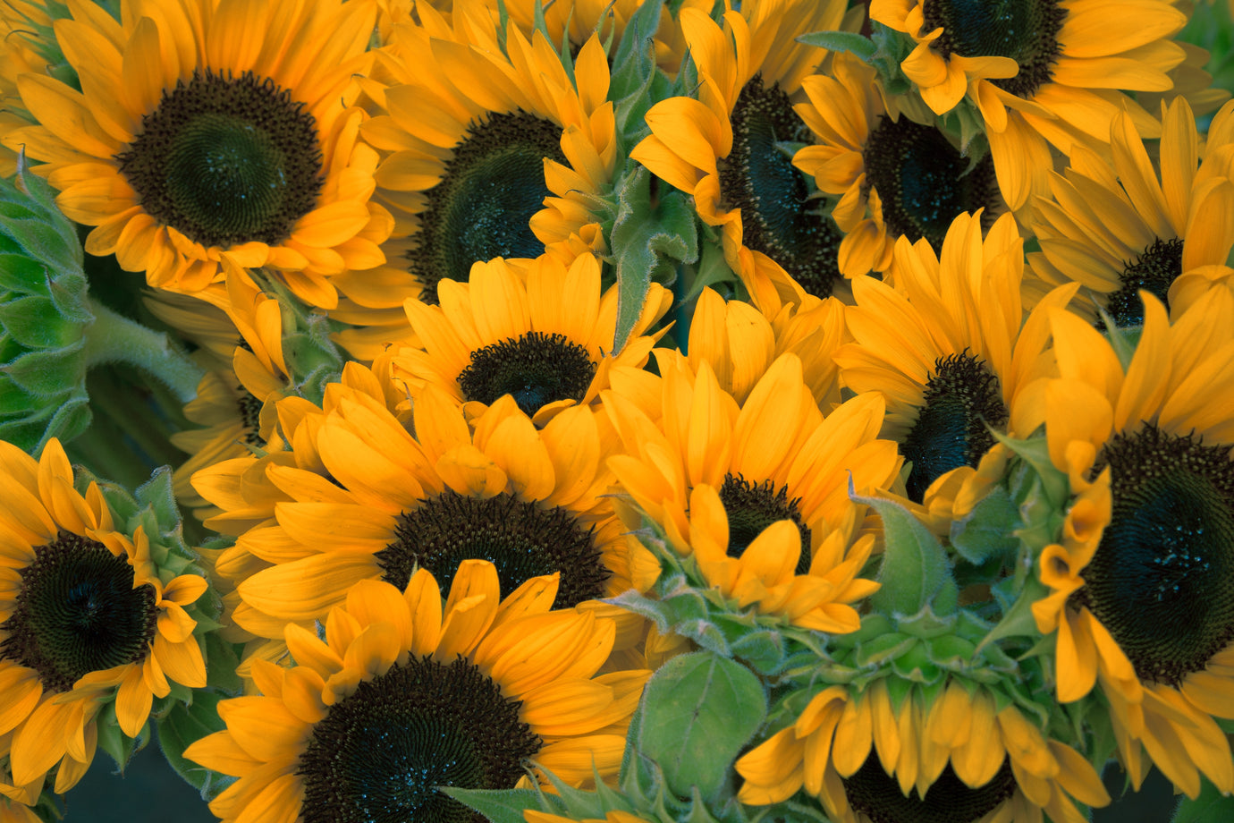 Sunflower Oils