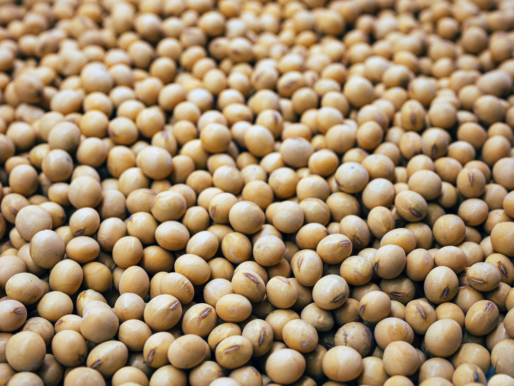 Huile de soya biologique