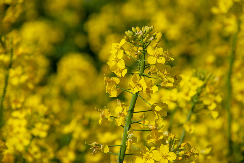 Huile de canola biologique