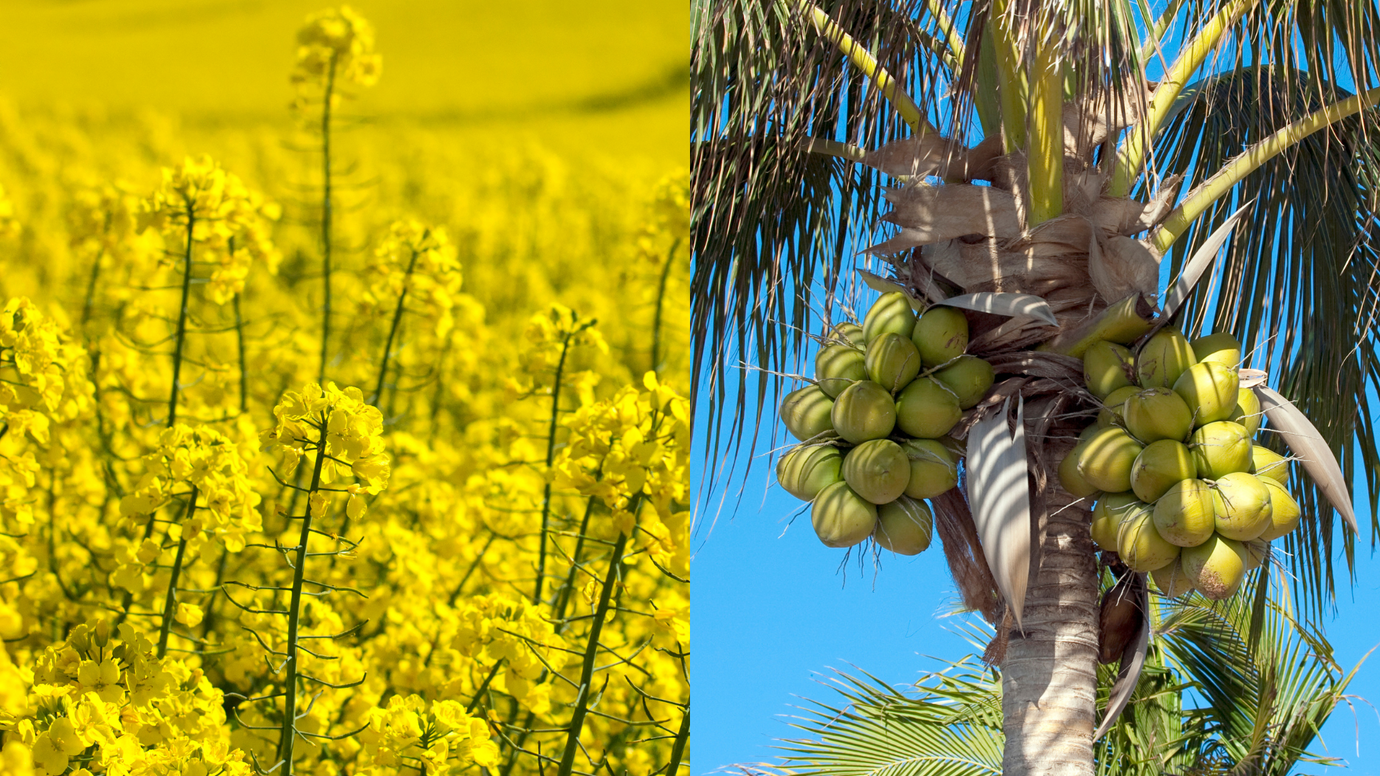 Coconut Oil vs Canola Oil: Comparison & Substitutions