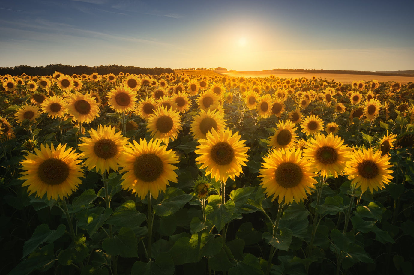 canola oil vs. sunflower oil