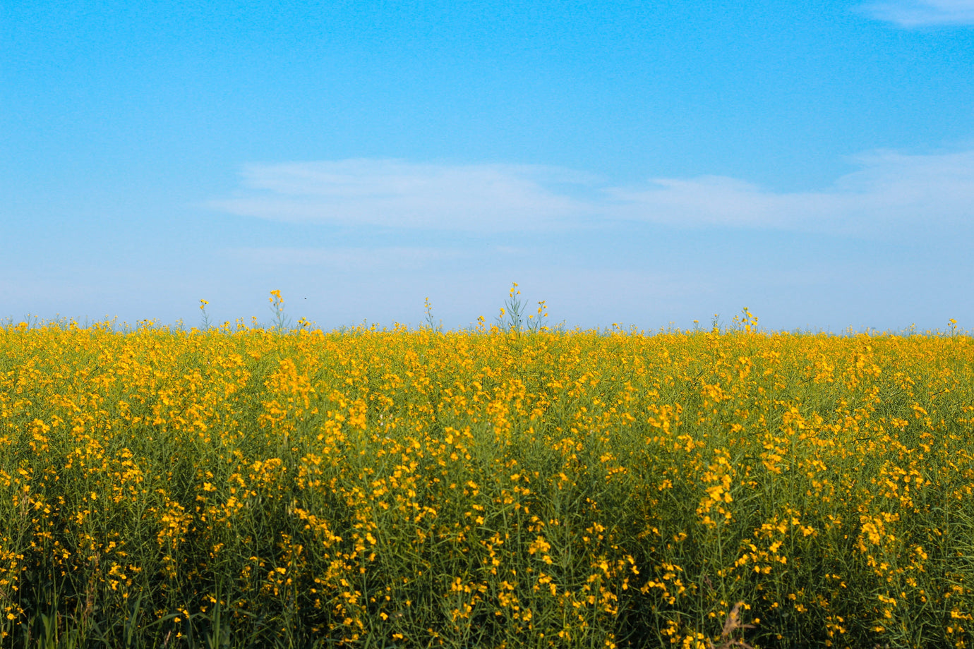 All About High Oleic Canola Oil: What Is It & Is It Healthy?