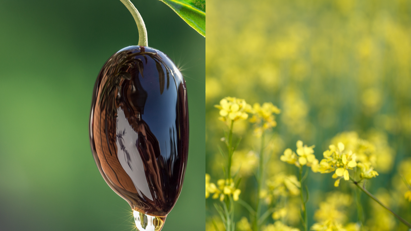 Canola Oil vs. Olive Oil: Which One's Better?