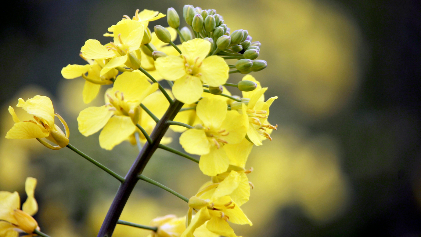 Canola vs. Vegetable Oil: What's Better For You?