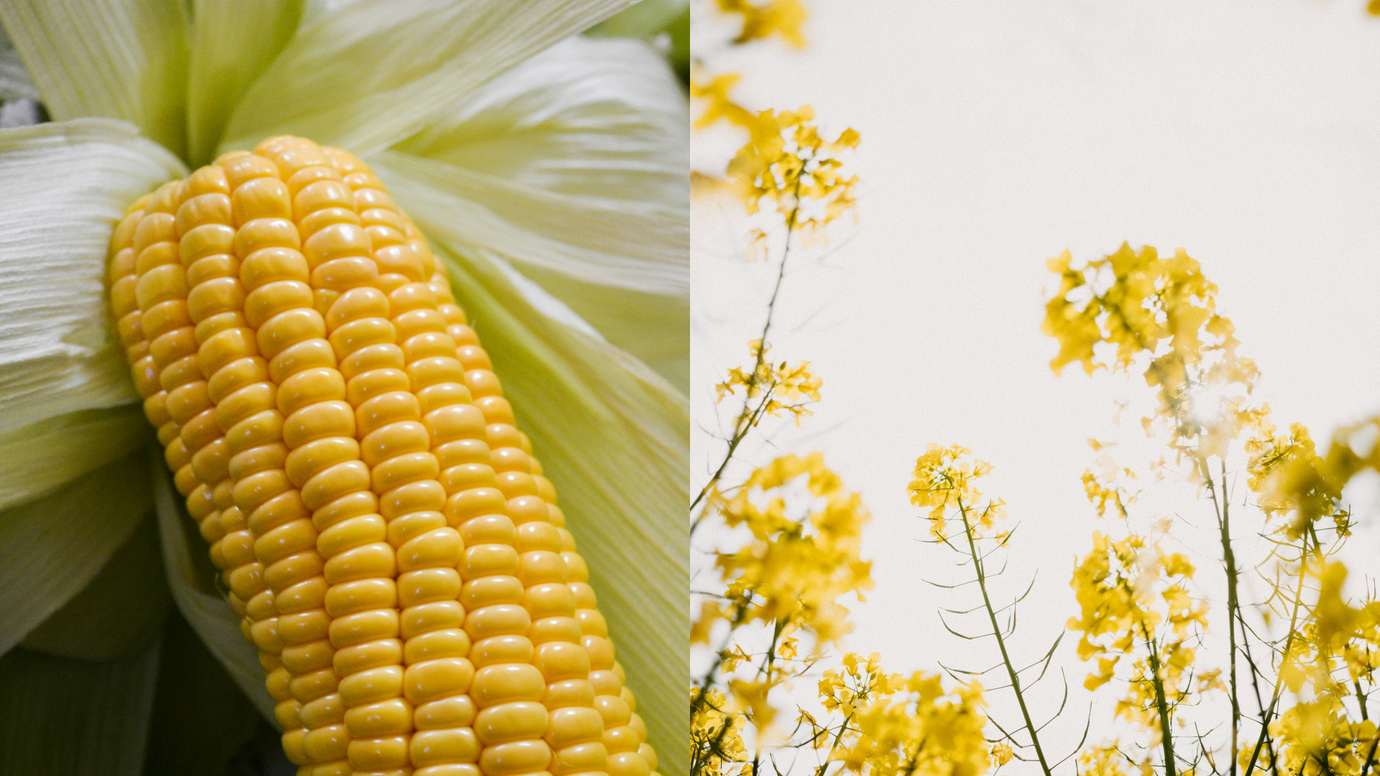 Corn Oil vs. Canola Oil: Which is Better for Cooking?