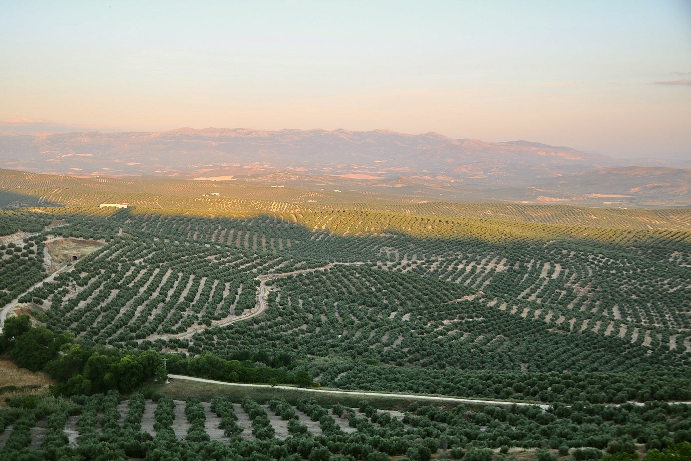 Spanish Olive Oil: What Makes It Special?