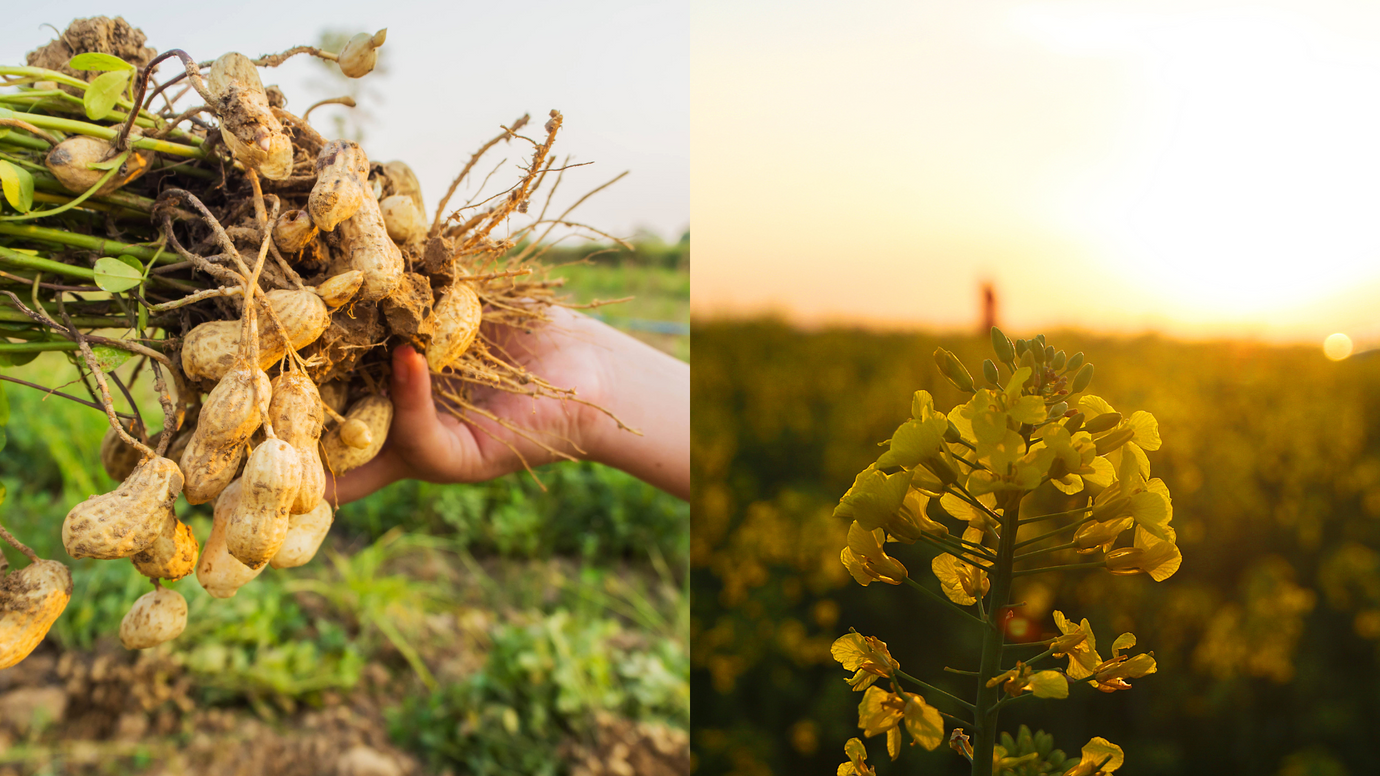 Peanut Oil or Canola Oil: Which is Better?