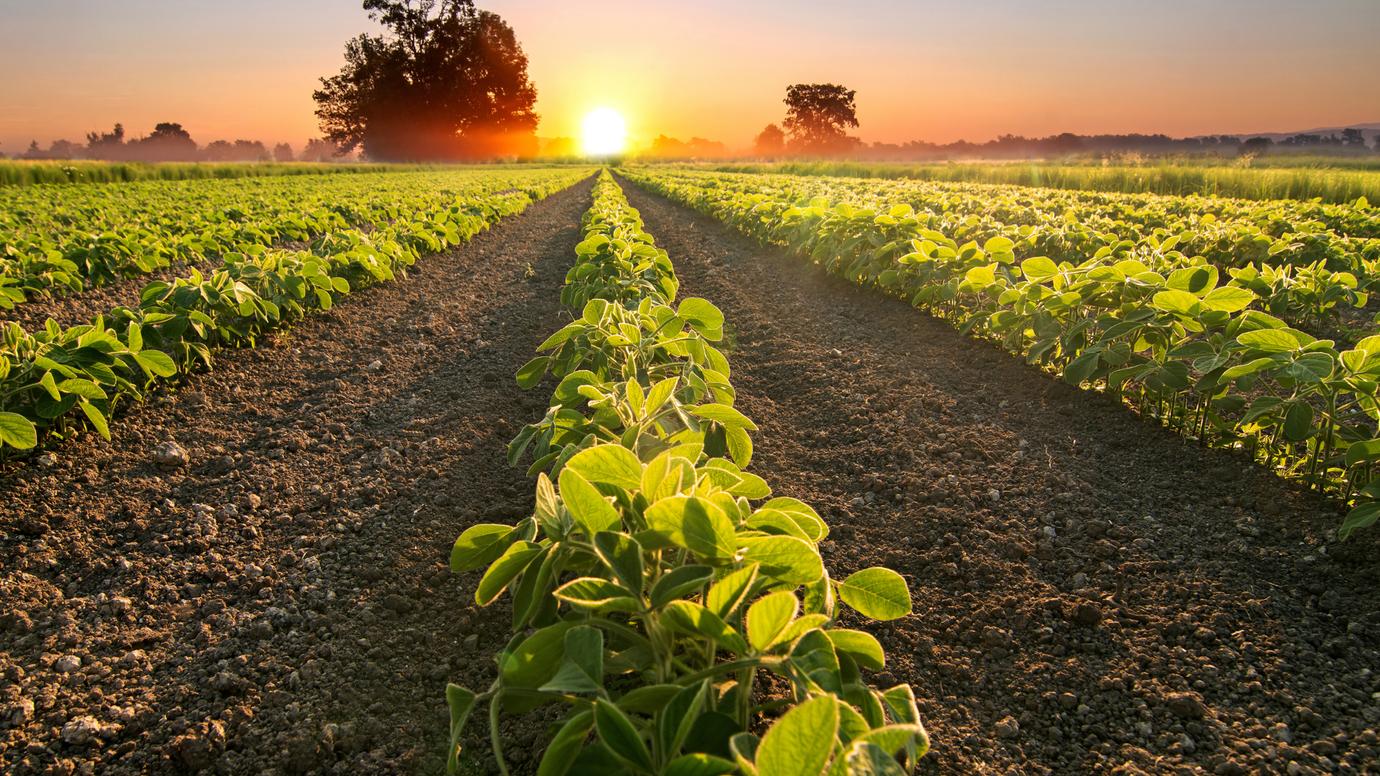 Soy Oil vs Canola Oil: Comparison Guide