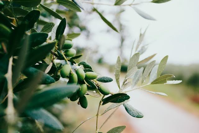 Virgin and Extra Virgin Olive Oil: What's the Difference?