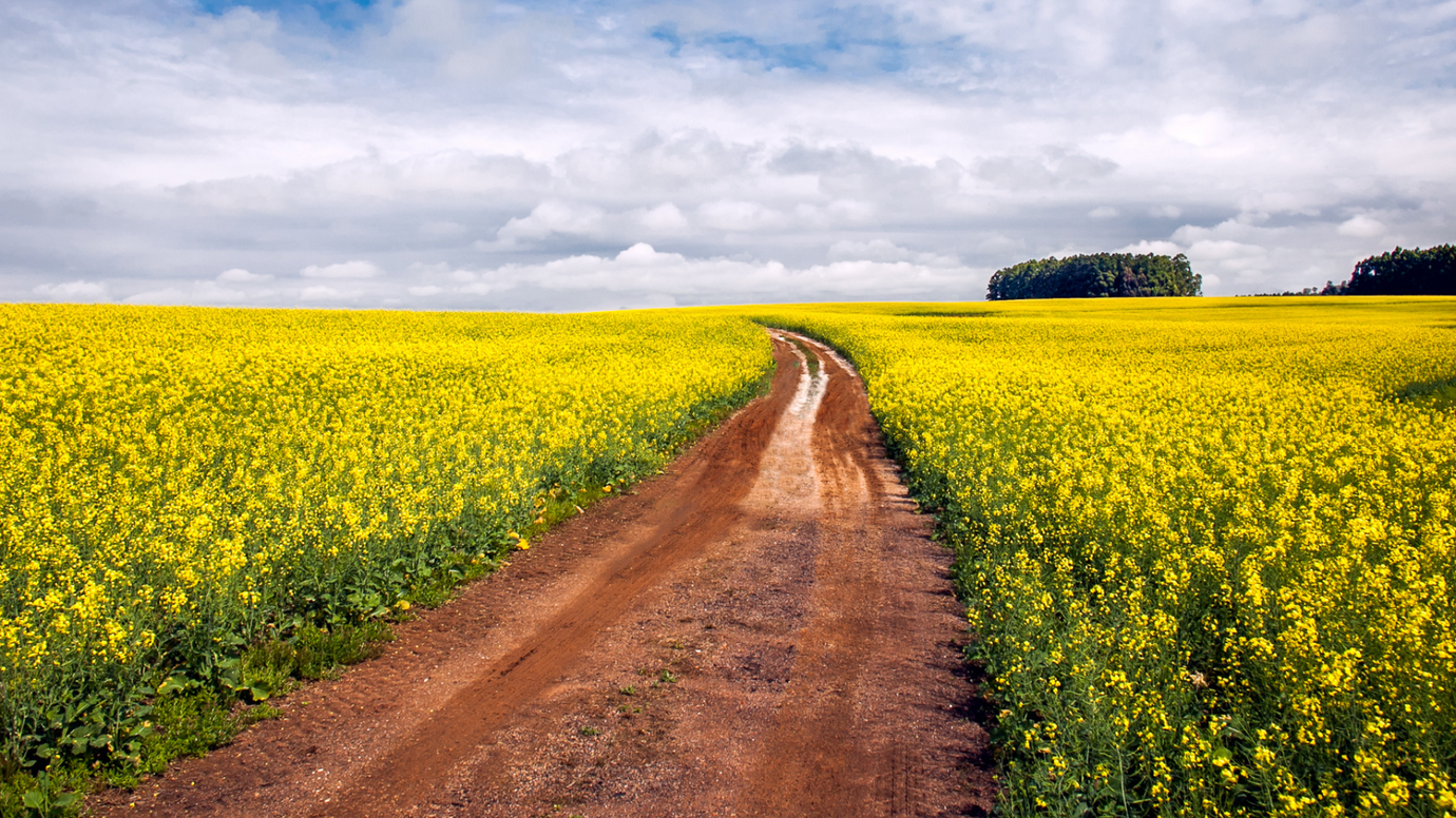 What is Non-GMO Canola Oil?