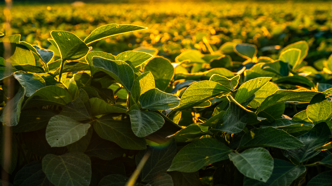Why Buy Organic Soybean Oil: Pros and Cons